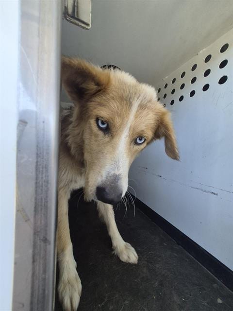 Photo of Senior Alaskan Husky mix, adoptable Alaskan Husky mix in Bakersfield, California