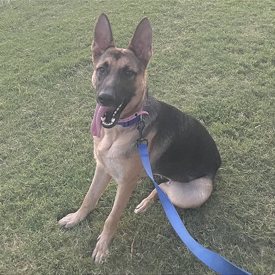 Photo of Alyssa, adoptable Mixed Breed (Large)