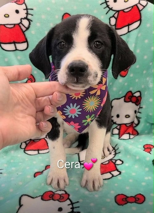Photo of Cera (NY-Danielle), adoptable Labrador Retriever in SHERBURNE, New York