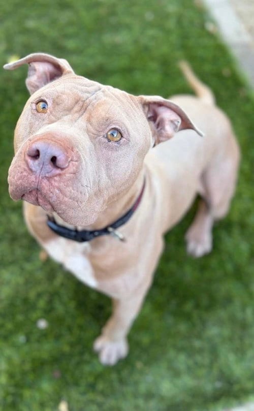 Photo of Rocky, adoptable American Staffordshire Terrier in San Diego, California