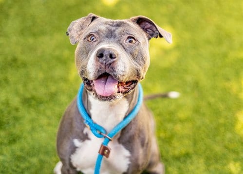 Photo of Jade, adoptable Pit Bull Terrier in San Jose, California