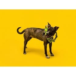 Photo of Fay, adoptable Terrier (Unknown Type, Medium) in Doral, Florida