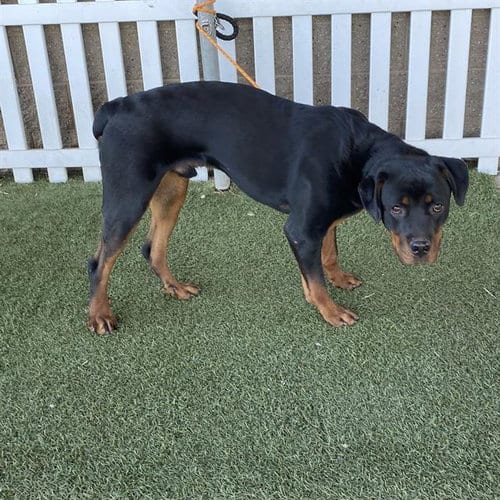 Photo of Toxic, adoptable Rottweiler in Modesto, California