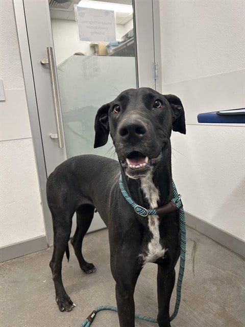 Photo of Lola, adoptable Great Dane in Mesa, Arizona