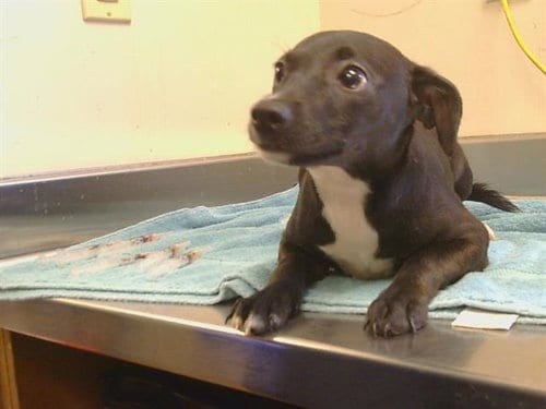 Photo of Chrysanthemum, adoptable Rat Terrier in Sacramento, California