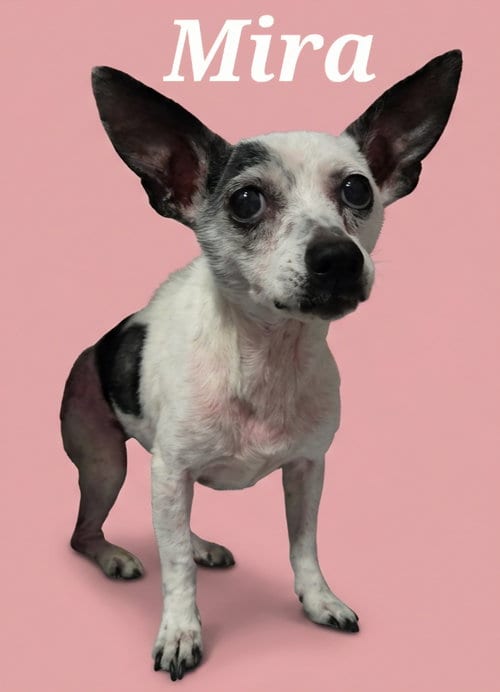 Photo of Mira, adoptable Chihuahua in Rutherfordton, North Carolina