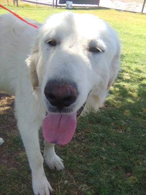 Photo of Rocco, adoptable Great Pyrenees in Spring, Texas