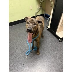 Photo of Champurrado, adoptable Hound (Unknown Type) in Roseville, California