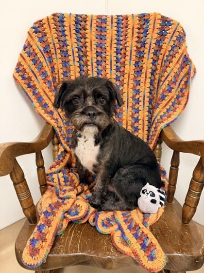 Photo of Spooky, adoptable Bulldog, French/Mix in Bakersfield, California