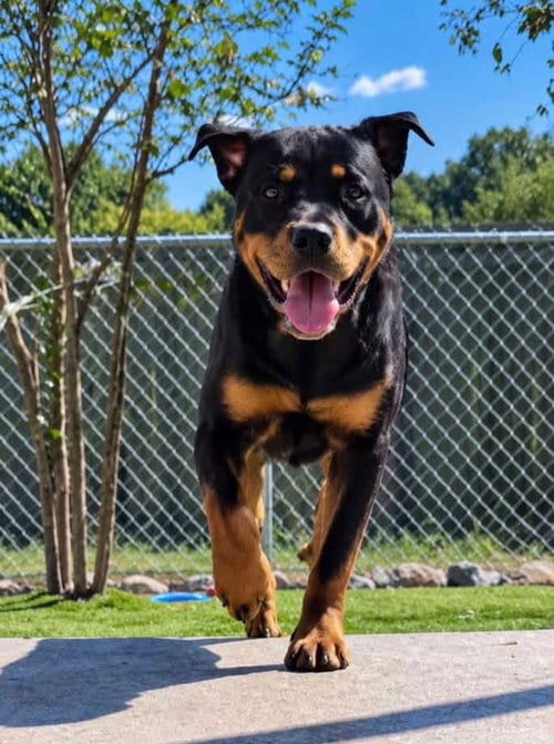 Photo of Kilough, adoptable Rottweiler in Mooresville, North Carolina