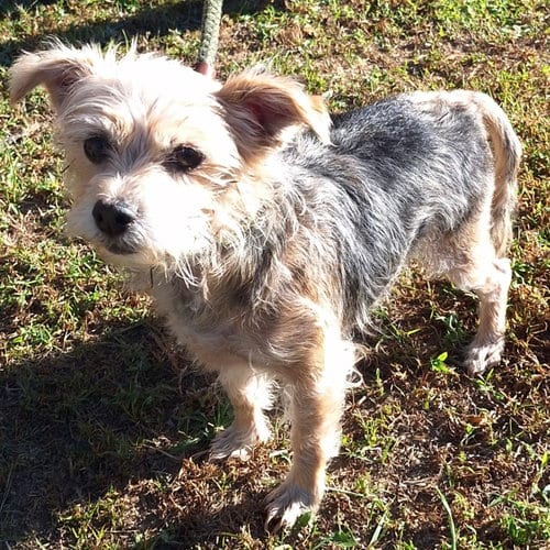 Photo of Sissy 2026, adoptable Yorkshire Terrier Yorkie in Batavia, Ohio