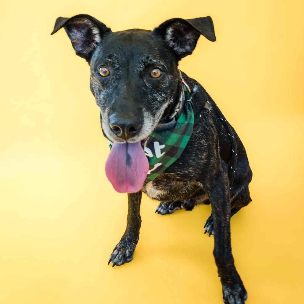 Photo of Sergeant, adoptable Retriever, Labrador / Mix in Boonville, Missouri
