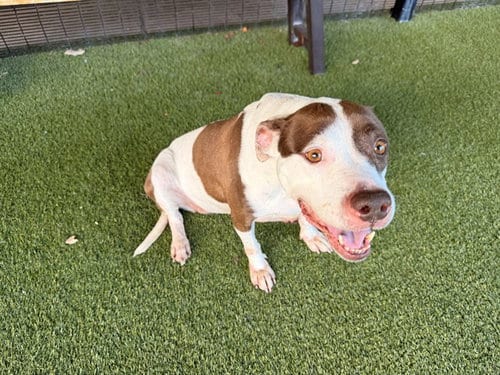 Photo of Akasha, adoptable Pit Bull Terrier in Garland, Texas
