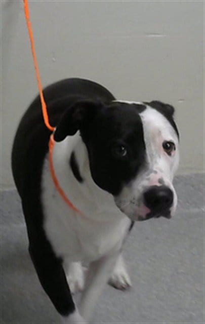 Photo of Panda, adoptable American Pit Bull Terrier in Pasadena, Texas