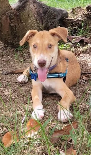 Photo of Scooby, adoptable Terrier in St. Augustine, Florida