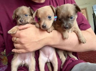 Photo of Jack, adoptable Chihuahua in Fremont, California