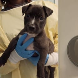 Photo of Barnacle 5375, adoptable Mixed Breed (Small) in Loxahatchee, Florida