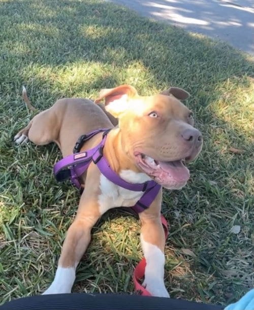 Photo of Oogie boogie- friendly/snuggly boy, adoptable American Pit Bull Terrier in Oakhurst, New Jersey