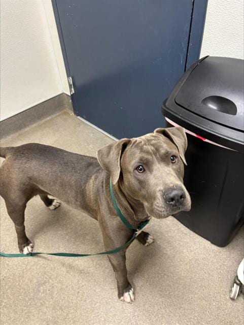 Photo of Major, adoptable Pit Bull Terrier in HESPERIA, California