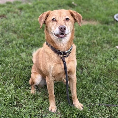 Photo of Dallas, adoptable Golden Retriever in Modesto, California