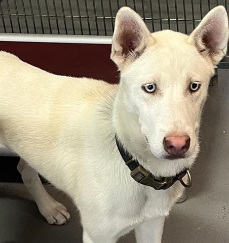 Photo of Zeus, adoptable Siberian Husky in Norfolk, Virginia