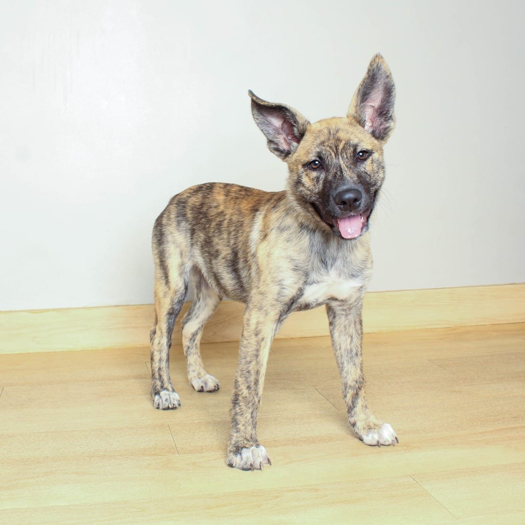 Photo of Mamba D70452, adoptable Retriever, Yellow Labrador in Minnesota, Minnesota