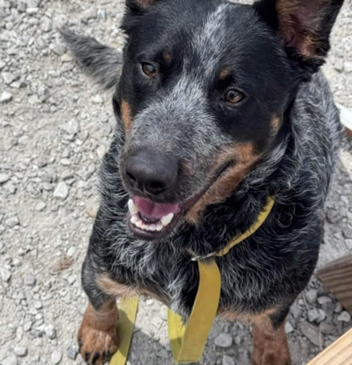 Photo of Bullet, adoptable Australian Cattle Dog in Mount Pleasant, Iowa