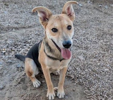 Photo of Rosie, adoptable German Shepherd Dog in Albuquerque, New Mexico