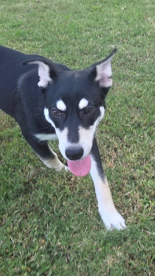 Photo of Ginger, adoptable Siberian Husky in Ball Ground, Georgia