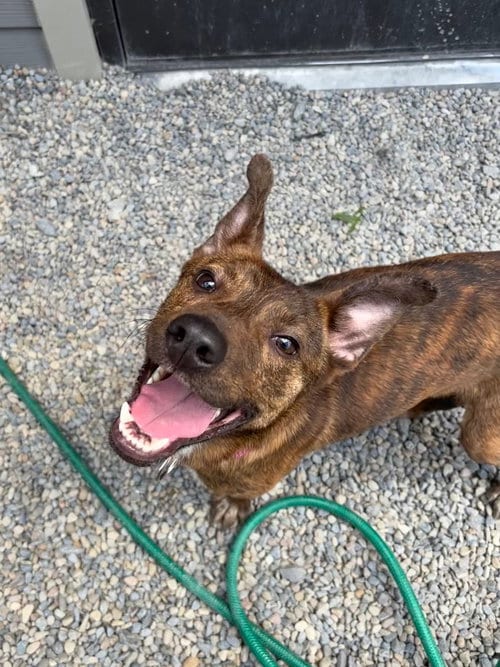 Photo of Grape, adoptable Terrier in Liverpool, New York