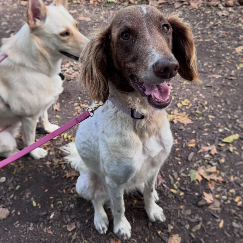 Photo of Attie, adoptable Spaniels (Small) in Brooklyn, New York