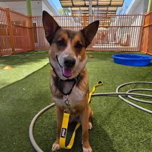 Photo of Grecia, adoptable German Shepherd Dog in Las Vegas, Nevada
