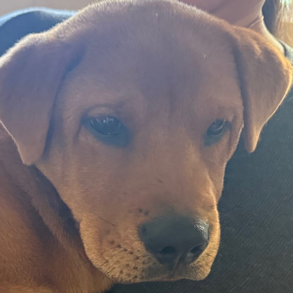 Photo of Paul, adoptable Mixed Breed (Large) in Winston-Salem, North Carolina