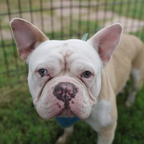 Photo of Etsy, adoptable French Bulldog in San Antonio, Texas