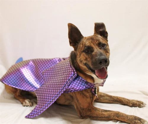 Photo of Yami, adoptable Pit Bull Terrier in Chula Vista, California