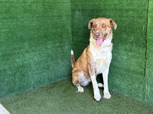 Photo of Brendan, adoptable Catahoula Leopard Dog in Lancaster, California
