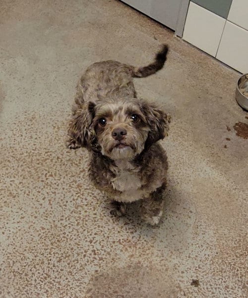 Photo of Cookie, adoptable Poodle (Miniature) in Salinas, California