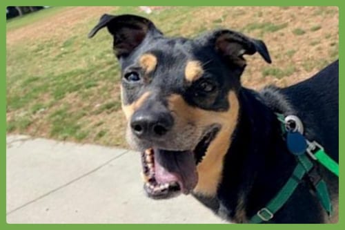 Photo of Tessa, adoptable Shepherd in Amherst, Massachusetts