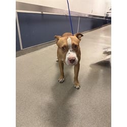 Photo of Don, adoptable Terrier (Unknown Type, Medium) in Doral, Florida