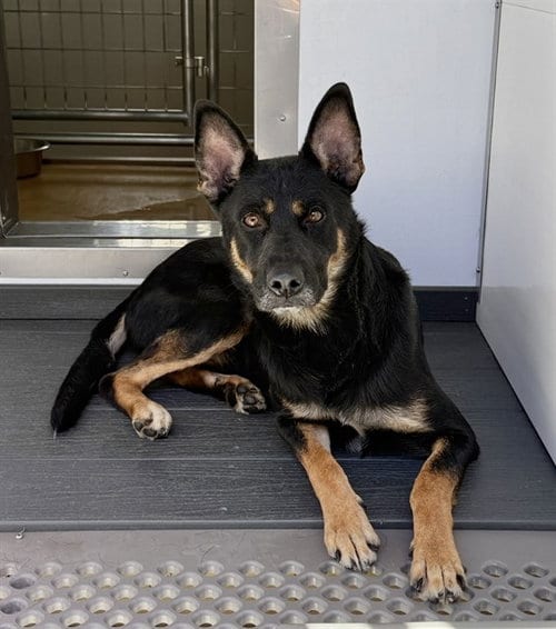 Photo of Leo, adoptable German Shepherd Dog in San Bernardino, California