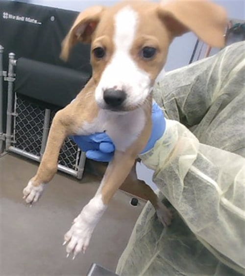 Photo of Tip, adoptable Chihuahua in Phoenix, Arizona