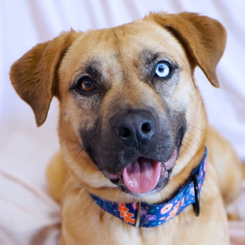 Photo of Papaya, adoptable Shepherd in Raytown, Missouri