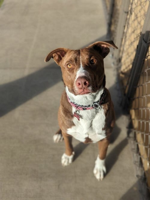 Photo of Abby Lee Miller, adoptable Labrador Retriever in Polson, Montana