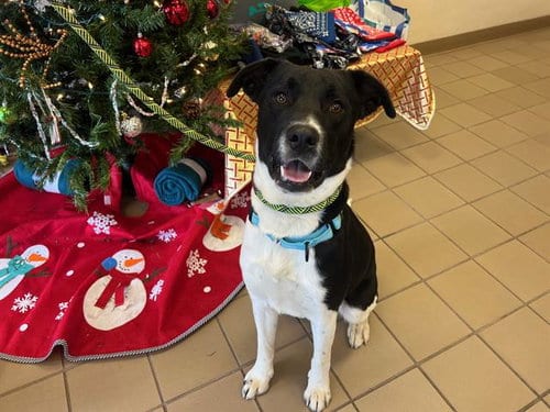 Photo of Sargent, adoptable Labrador Retriever in Ocala, Florida