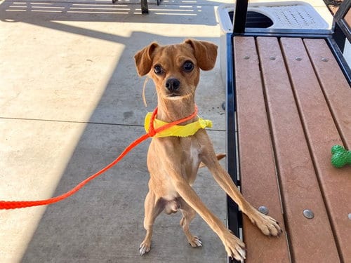 Photo of Dyno, adoptable Chihuahua in Orange, California