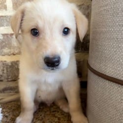 Photo of Rogue, adoptable Golden Retriever Labrador Retriever in Winchester, Virginia