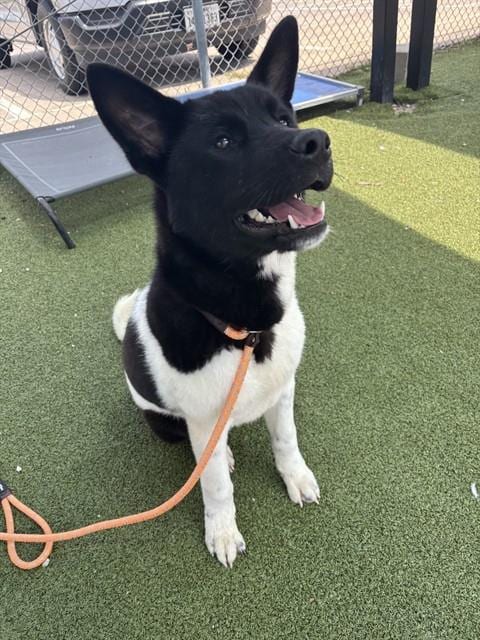 Photo of Moo Moo, adoptable Akita in Pasadena, Texas