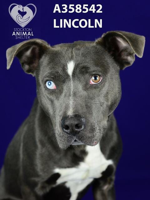 Photo of Lincoln, adoptable Pit Bull Terrier in Stockton, California