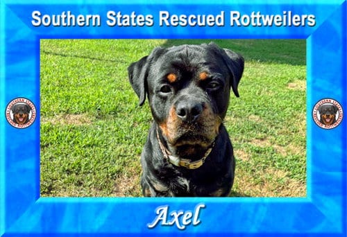 Photo of Axel, adoptable Rottweiler in White Hall, Arkansas