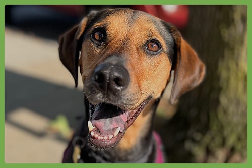 Photo of Rey, adoptable Treeing Walker Coonhound in Amherst, Massachusetts